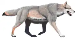 Dire wolf (Aenocyon dirus)