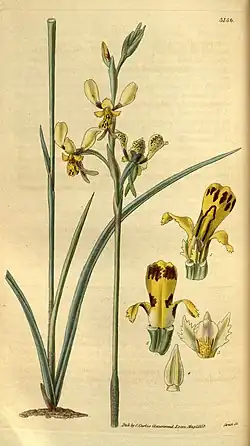 Species illustration