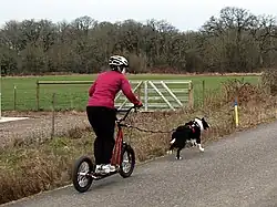 A dog pulls a scooter being ridden by a person on a rural road.