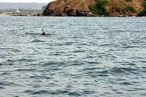 Dolphins can be located at around 1–2 km from the shoreline