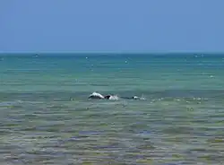 Bottlenose dolphins swimming just off the beach
