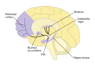 Diagram illustrating dopamine pathways, and brain areas involved.