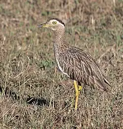 Double-striped thick-knee