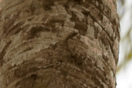 Takeoff and initial stages of gliding, slowed down 10x, showing the attachment of the forelimbs to the gliding membrane