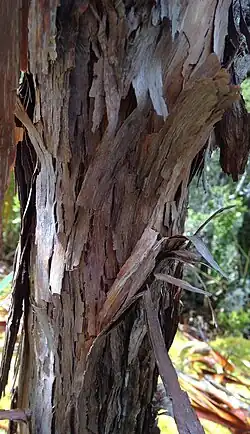 The flaky bark on the trunk