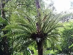 A fern growing on a tree with a cluster of large pinnatifid leaves