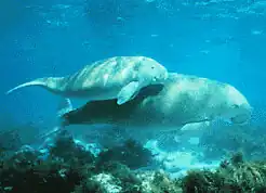 Dugong mother & her offspring in shallow waters