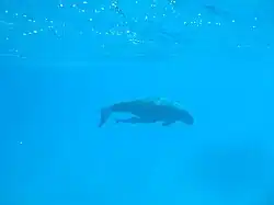 Dugong swimming in blue water with a remora attached