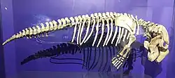 Dugong skeleton