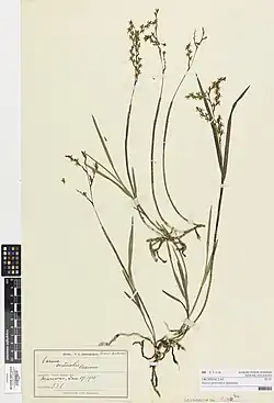 Herbarium specimen from Auckland War Memorial Museum