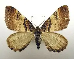 Earophila badiata, in Norwegian, brun rosemåler