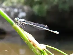 An eastern billabongfly has a blue tail tip with two black marks