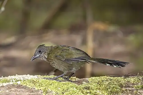 Juvenile P. o. lateralis