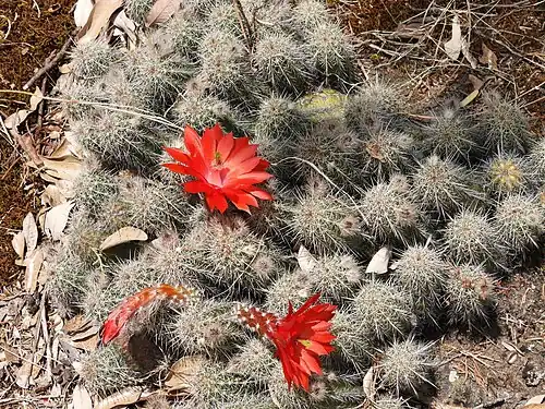 Plant growing in habitat in Sinaloa, Mexico