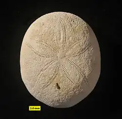 Echinolampas ovalis, Cassiduloida, Middle Eocene, c. 40 mya