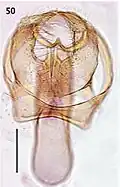 Male genitalia