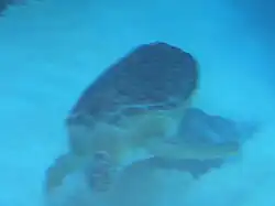 "Edgar", a blind loggerhead sea turtle, who died January 2011
