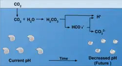 Illustration showing the process of ocean acidification. Carbon dioxide (CO2) dissolves in water, forming carbonic acid (H2CO3), which dissociates into bicarbonate (HCO3-) and hydrogen ions (H+). The increase in H+ reduces the availability of carbonate ions (CO32-), depicted by fewer intact shells over time as pH decreases.