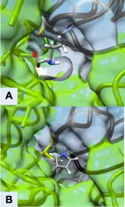 Figure 3 Active Site of ODC Formed by Homodimerization (Green and White Surface Structures) (A) Ornithine in the Active Site of ODC, Cys-360 highlighted in yellow (B) Product of Eflornithine Decarboxylation bound to Cys 360 (highlighted in yellow). The pyrroline ring blocks ornithine from entering the active site[30]