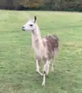 Llama at Egton Manor