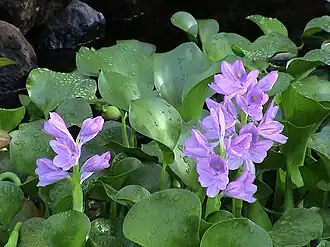 Close-up of flowers