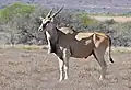 Eland