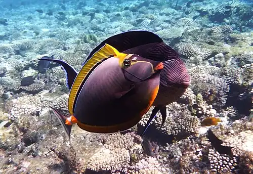 Fighting a sohal tang