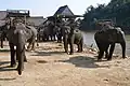 Elephants, Kok River