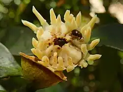 Flower with weevils