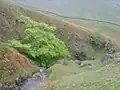 Wych elm, Scandale Beck, Cumbria, May