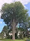 Elm tree on Elm Street in Plaistow, New Hampshire, which was planted in the late 1800s (August 2019). Girth 13 ft at 4.5 ft above ground; height 85 ft; spread 80 ft.