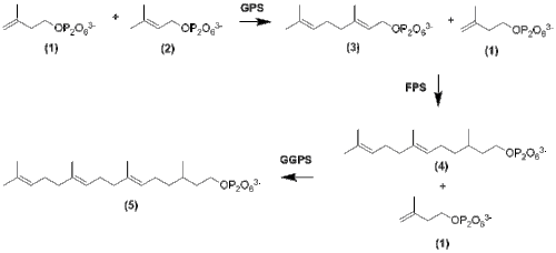 Elongation to GGPP from IPP and DMAPP