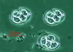 Eimeria maxima (Apicomplexa)