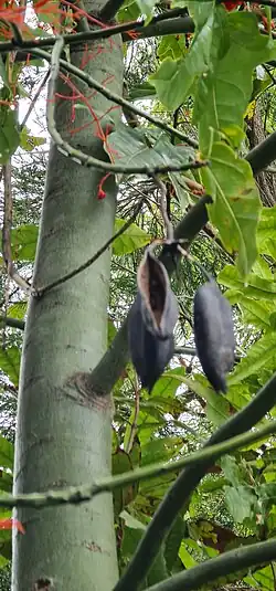 Empty seed pods on tree