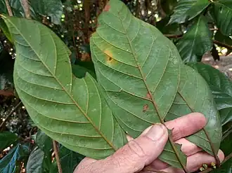 Underside of leaves