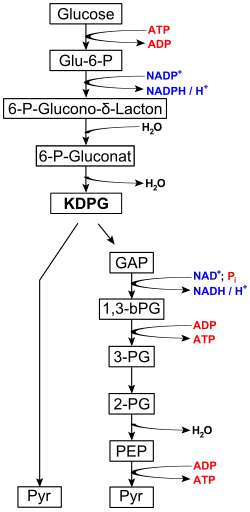 Figure 2: Entner- Doudoroff pathway