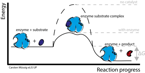 Enzyme-catalyzed reactions lower the overall activation energy of a reaction