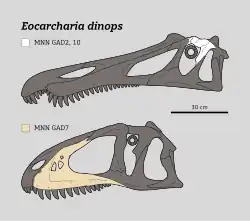 Line drawings of two theropod dinosaur skulls to scale, indicating known material in white (top) and yellow (bottom)