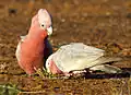 The galah lives in tree-covered savannas and open grasslands