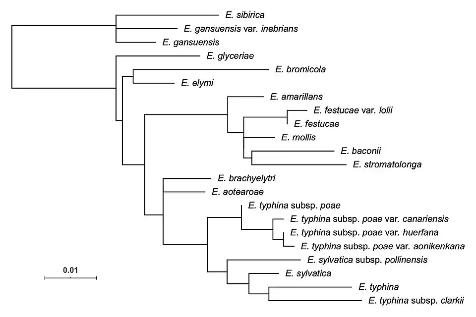Phylogeny of the fungal genus Epichloë from aligned tubB gene sequences.