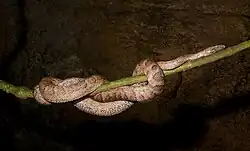 Boa de Puerto Rico (Chilabothrus inornatus)