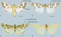 Epiparbattia gloriosalis, Epiparbattia oligotricha, and Epiparbattia multispinalis