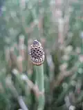 (Equisetum hyemale)