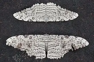 Showing size variation, in Suriname