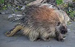 North American porcupine walking on gray earth