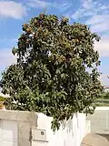 Loquat (Eriobotrya japonica), a fruit tree typical by flowering in autumn