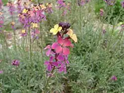 Erysimum 'Chelsea Jacket'