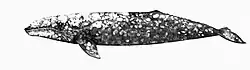 Gray whale illustration with a sleet gray color, lightly colored spots mainly on the head and top, a robust body, and small bumps where the back slopes downwards