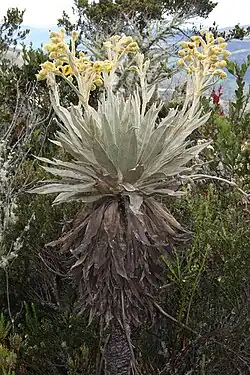 Espeletia grandiflora (Asteraceae)