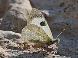 A butterfly lit from behind on sand
